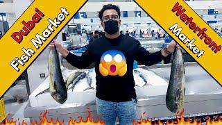 Biggest Fish Market In DUBAI  | Waterfront Market | | AbdullaShaikh |