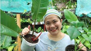 HAPPY SUNDAY PLANT VLOG SELLING HERE AT JHING MAGNO'S GARDEN .. BILI NA KAYOOO!