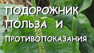 Подорожник. Лечебные свойства и противопоказания.