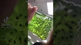 лягушкин сын