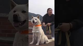 Rescue the poor dog.-2#animals #dog #rescue #healing #fyp #youtubeshorts #shorts #love #pets