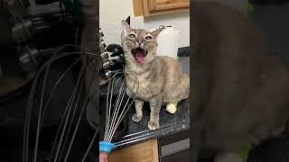 Very cool Gumbus! #cat #catsofyoutube #rescuecat