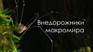 Внедорожники макромира. Сенокосцы