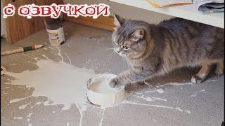 Funny Animal Videos 2024 - Funniest Dogs and Cats Videos #326