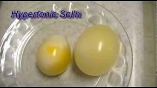 Egg Osmosis (Hypertonic vs. Hypotonic Solution)