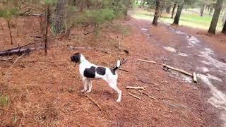 Ferma av köpekleri için özel bir duruş pozisyonudur.