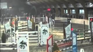 Born for you `Sporthorses from Holland` FOR SALE peter bulthuis