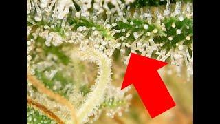 How to TRIPLE Trichome Production FAST