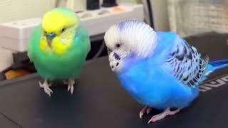 This Birds Relaxation Routine Will Blow Your Mind! birds #viral #parakeet #parrot