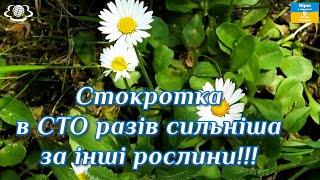 Стокротка в сто разів сильніша за інші рослини!!!