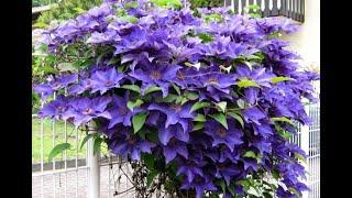 Clematis will transform and become thick and strong. FOLLOW 5 SIMPLE RULES