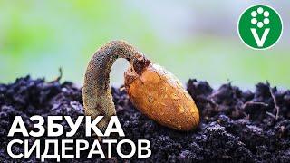 КАКИЕ СИДЕРАТЫ ЛУЧШЕ ПОСАДИТЬ? Разбираем сидераты от А до Я!