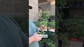 How to Buy Healthy Transplants