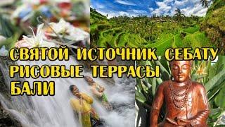 Путешествие по Бали: риссовые террасы, святой источник  Себату