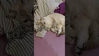 (*53). My sweet cata: Luna, Dahlia and Malus. ️️️