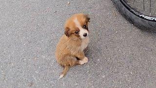 A man picked up a puppy during his bike trip,he took it with him as he traveled thousands of miles