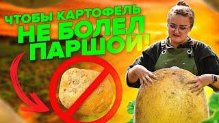 ПАРШИ КАРТОФЕЛЯ НЕ БУДЕТ ЕСЛИ С ОСЕНИ СДЕЛАТЬ ТАК...