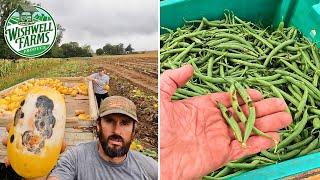 MY VEGETABLE HARVEST IS UNDER ATTACK!