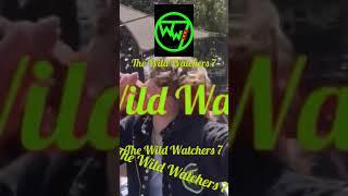 A gnarly club ~ The Wild Watchers 7 #animalshorts #california #lizard #surfsupcali