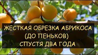  Часть 2 Что стало с деревом Абрикос через 2 года после Жёсткой обрезки до пеньков. Pruning apricot