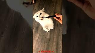 Pussycat Video | Cute Pussycat Videos |   Cat Funny Time #shorts