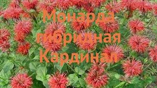 Монарда гибридная Кардинал (monarda x hybrida)  обзор: как сажать, саженцы монарды Кардинал