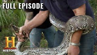 Catching Monster Snakes in Florida | Swamp People: Serpent Invasion (S1, E2) | Full Ep | History