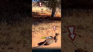 Watch how the leopard hunts its prey. #leopard #animals