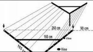 A versatile, effective trellis for grapes that offers many benefits!