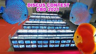 IKAN DISCUS GRADE SUPER , KONTES CBD 2021 , DISCUS KUALITAS KONTES , DISCUS CONTEST 2021