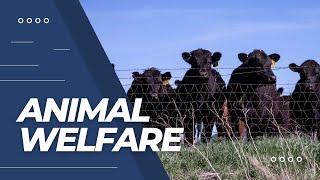 БЛАГОПОЛУЧИЕ ЖИВОТНЫХ. ANIMAL WELFARE