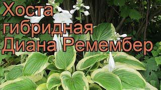 Хоста гибридная Диана Ремембер (hosta)  обзор: как сажать, рассада хосты Диана Ремембер