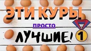 Лучшие куры несушки. 100% высокая яйценоскость уже несколько месяцев! Куры Кросс Хайсекс уайт, браун