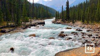 4K Mistaya River Rapids | Banff National Park | Canadian Rockies | Water Sounds White Noise