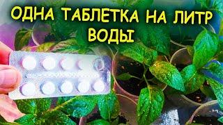 Рассада зеленеет и растет на глазах! Одна таблетка на литр воды! Средство из аптеки для рассады.