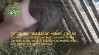 Cara Membedakan Kelinci Betina dengan Kelinci Jantan