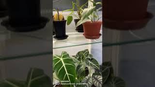 Plant addiction is real! #plantcollector