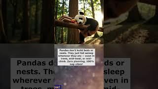 Smart Daily Facts #067 | Pandas Sleep Wherever They Get Tired — Even in Trees!