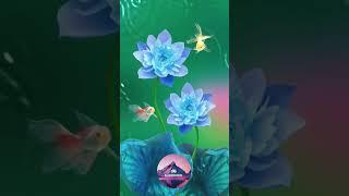 Aquatic Serenity - Blue Lotus Bloom and Koi Fish #shorts #LotusMeditation #TranquilWaters