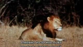 Про мультфильм Король Лев (The Lion King) (1)