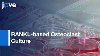 RANKL-based Osteoclast Culture Assay of Bone Marrow | Protocol Preview