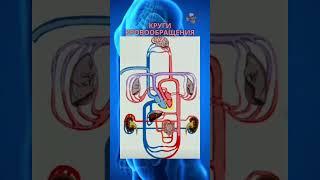 Движение крови по кругам кровообращения #anatomy #biology  #science