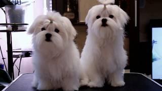 Maltese puppy Mystic Paradise maltese kennel