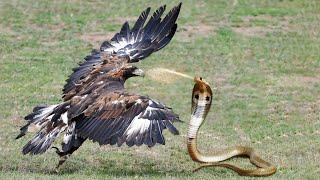 Eagle Vs King Cobra In A Big Fights To The Last Breath