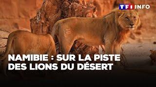 Namibie : sur la piste des lions du désert｜TF1 INFO