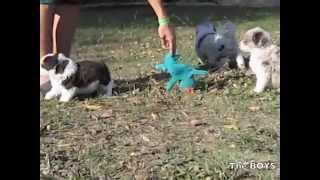 SafariDoodles: Borderdoodle mini puppies