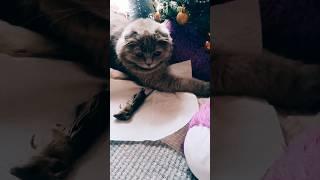 Киця міра принесла своїй кожаній мишу!! #catlover #cat #catsofyoutube #kitten.