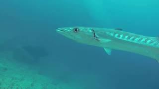 actual Barracuda encounter at Barracuda Lake Coron while freediving