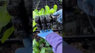 I planted my lettuce, Asian greens, and onions | #gardening #backyardgardeners #planting