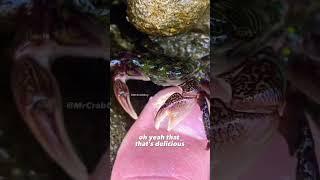 Crab ASMR | Crab Pedicure ASMR Sounds  #shorts